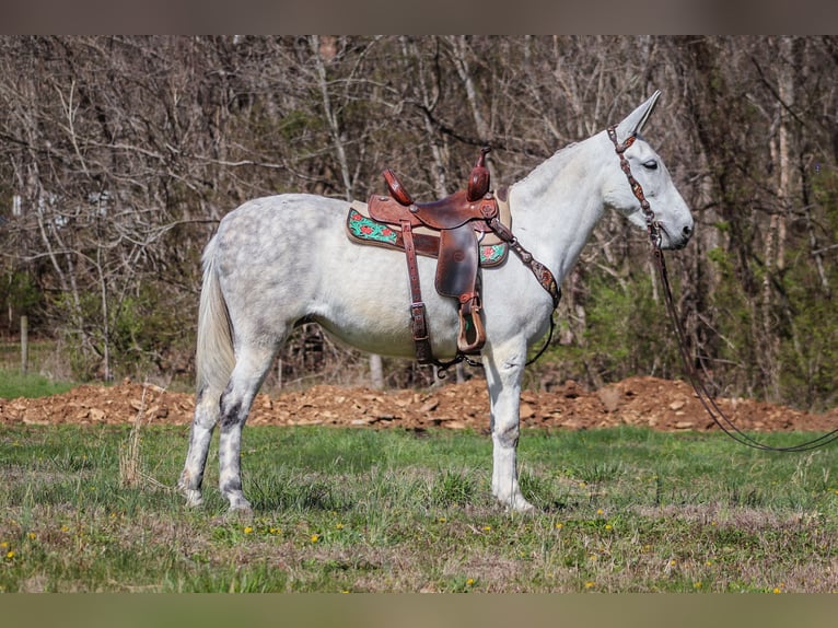American Quarter Horse Merrie 10 Jaar 155 cm Schimmel in FLEMINGSBURG