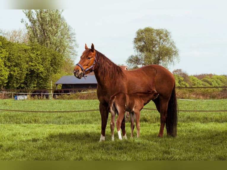 American Quarter Horse Merrie 10 Jaar 155 cm Vos in Onstwedde