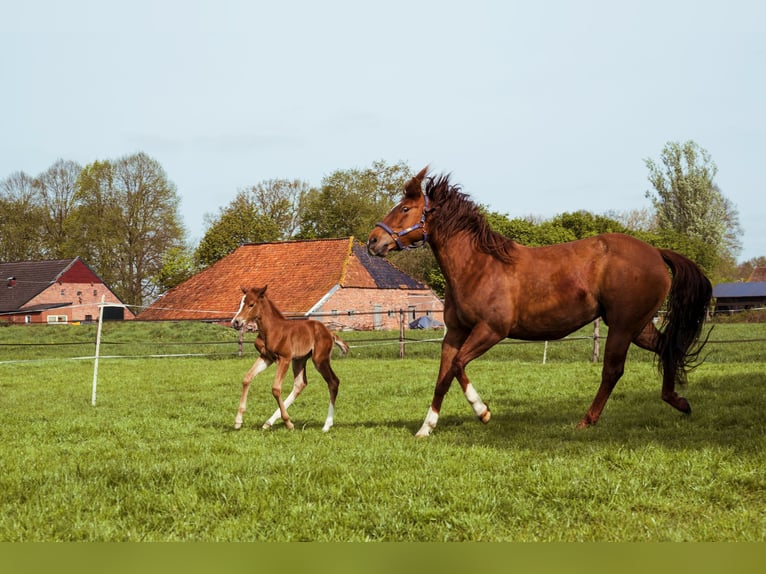 American Quarter Horse Merrie 10 Jaar 155 cm Vos in Onstwedde