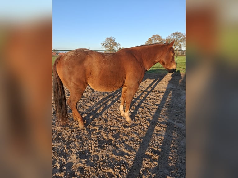American Quarter Horse Merrie 10 Jaar 155 cm Vos in Onstwedde