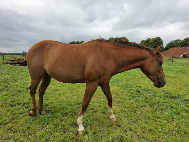 American Quarter Horse Merrie 10 Jaar 155 cm Vos in Onstwedde