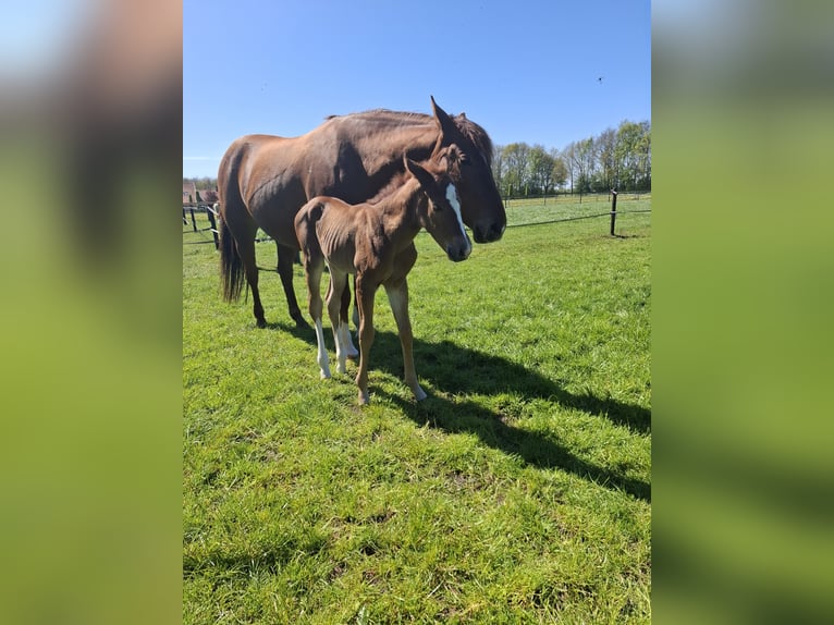 American Quarter Horse Merrie 10 Jaar 155 cm Vos in Onstwedde