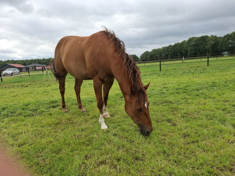 American Quarter Horse Merrie 10 Jaar 155 cm Vos in Onstwedde