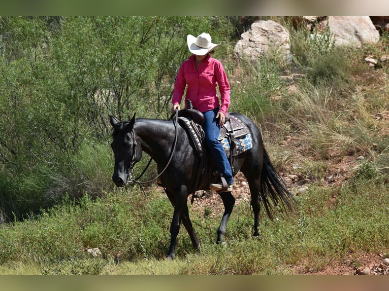 American Quarter Horse Merrie 10 Jaar 155 cm Zwart in Amarillo