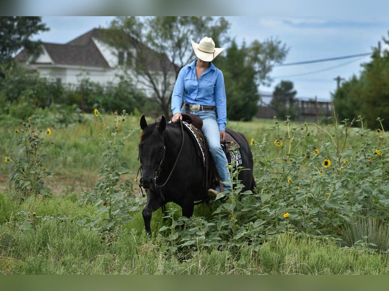 American Quarter Horse Merrie 10 Jaar 155 cm Zwart in Amarillo