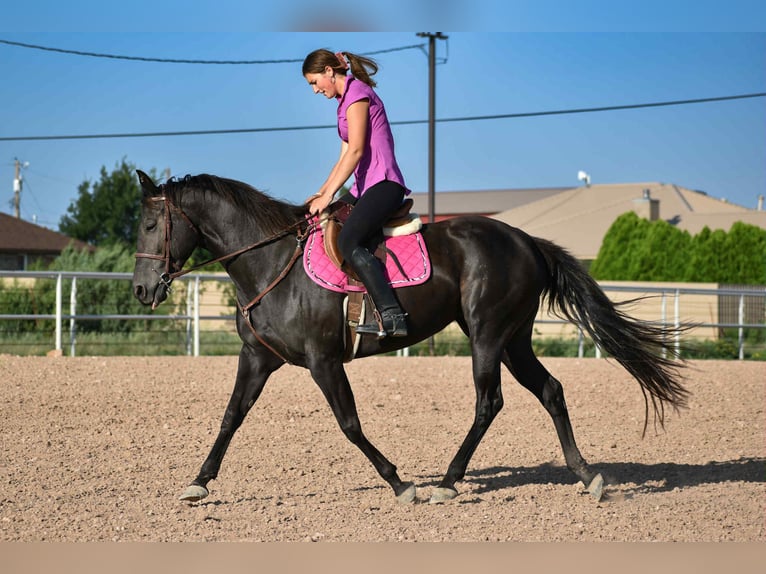 American Quarter Horse Merrie 10 Jaar 155 cm Zwart in Amarillo