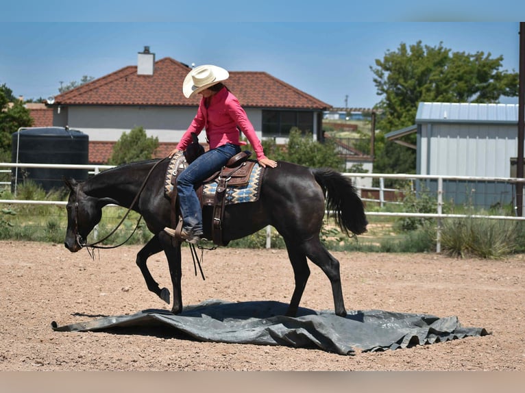 American Quarter Horse Merrie 10 Jaar 155 cm Zwart in Amarillo