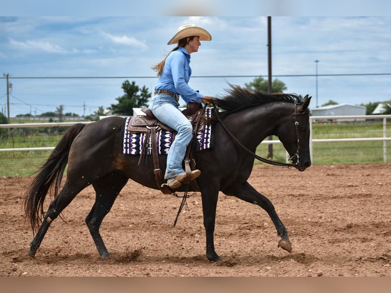 American Quarter Horse Merrie 10 Jaar 155 cm Zwart in Amarillo