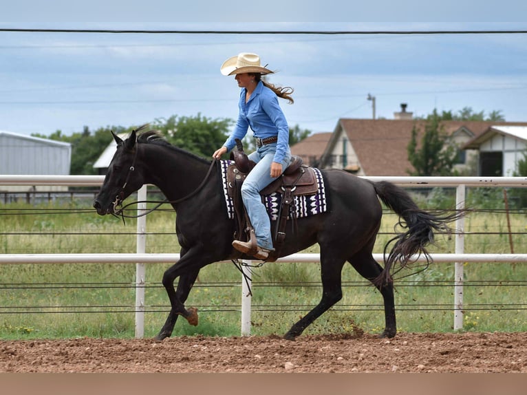 American Quarter Horse Merrie 10 Jaar 155 cm Zwart in Amarillo