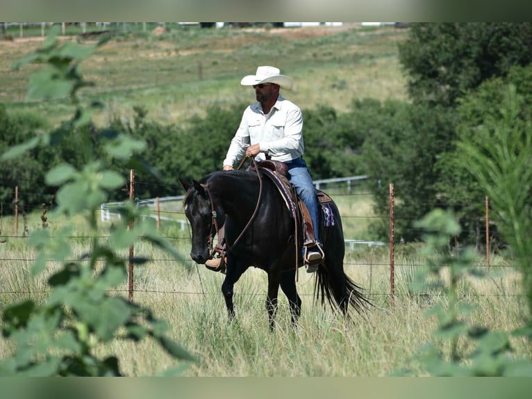 American Quarter Horse Merrie 10 Jaar 155 cm Zwart in Amarillo