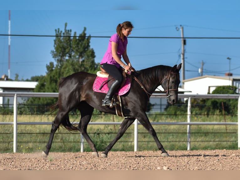 American Quarter Horse Merrie 10 Jaar 155 cm Zwart in Amarillo