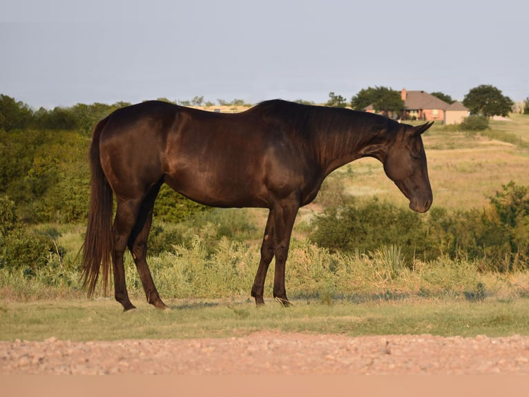 American Quarter Horse Merrie 10 Jaar 155 cm Zwart in Amarillo