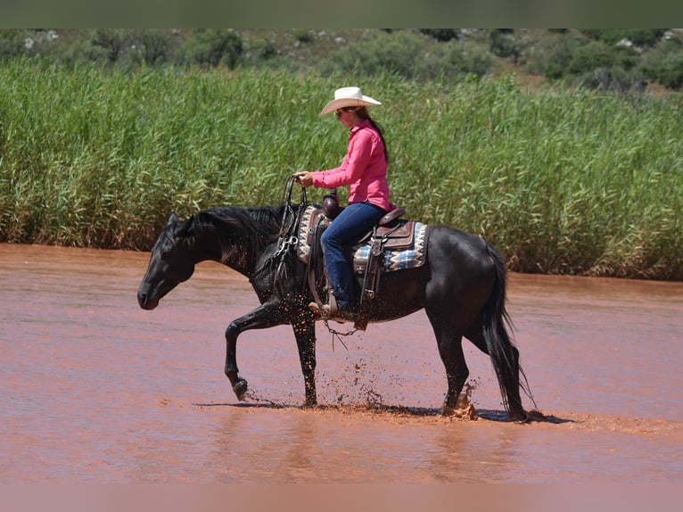 American Quarter Horse Merrie 10 Jaar 155 cm Zwart in Amarillo