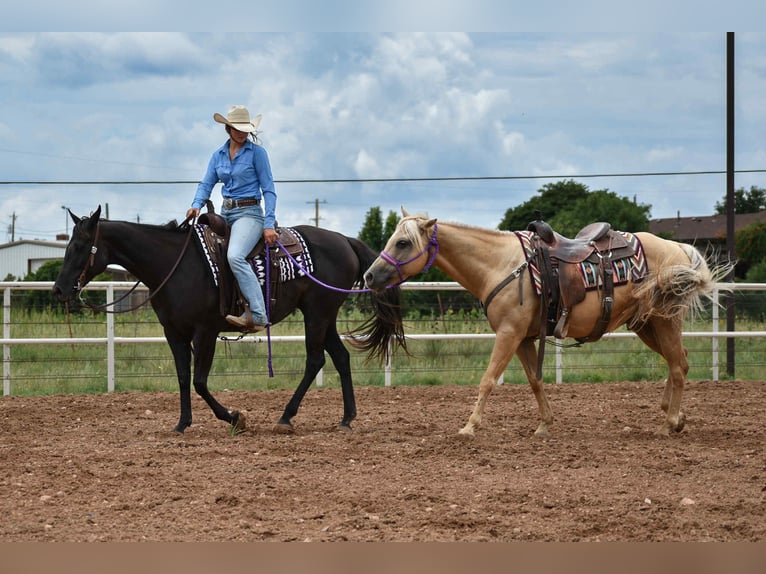 American Quarter Horse Merrie 10 Jaar 155 cm Zwart in Amarillo