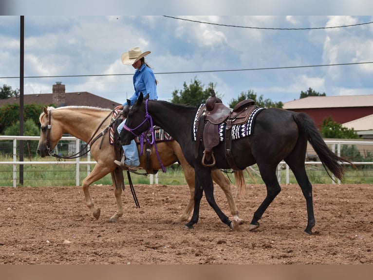 American Quarter Horse Merrie 10 Jaar 155 cm Zwart in Amarillo