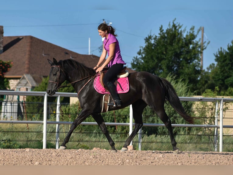 American Quarter Horse Merrie 10 Jaar 155 cm Zwart in Amarillo