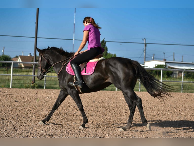 American Quarter Horse Merrie 10 Jaar 155 cm Zwart in Amarillo