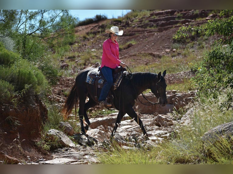 American Quarter Horse Merrie 10 Jaar 155 cm Zwart in Amarillo