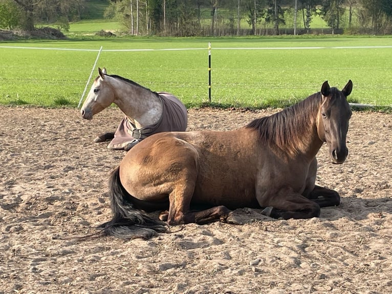 American Quarter Horse Merrie 10 Jaar 156 cm Grullo in Egestorf