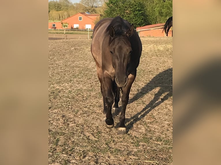 American Quarter Horse Merrie 10 Jaar 156 cm Grullo in Egestorf