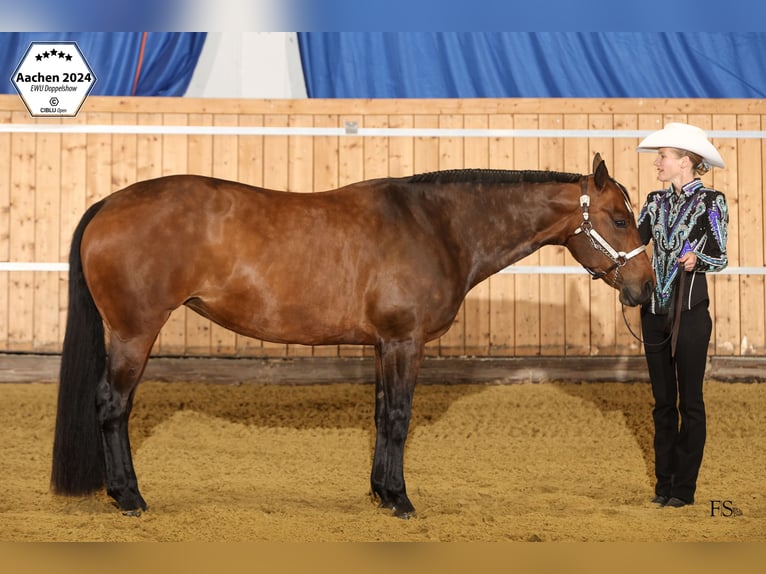 American Quarter Horse Merrie 10 Jaar 156 cm Zwartbruin in Burscheid