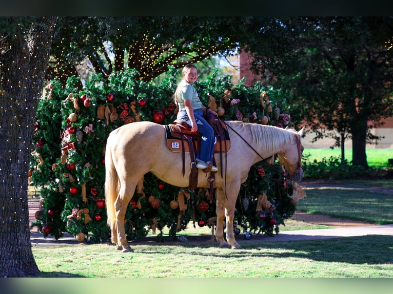 American Quarter Horse Merrie 10 Jaar 157 cm Palomino in Forney