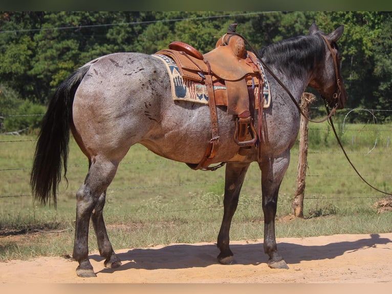 American Quarter Horse Merrie 10 Jaar 157 cm Roan-Bay in Rusk TX