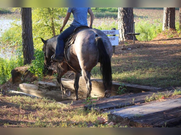 American Quarter Horse Merrie 10 Jaar 157 cm Roan-Bay in Rusk TX