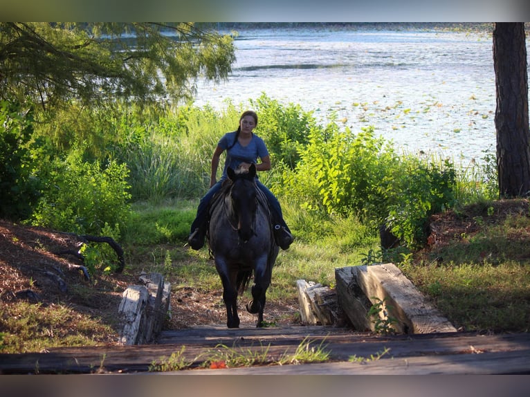 American Quarter Horse Merrie 10 Jaar 157 cm Roan-Bay in Rusk TX