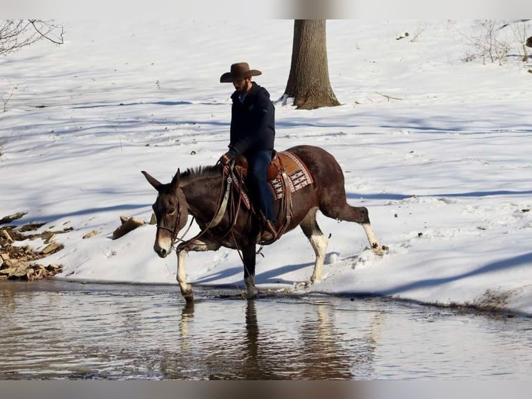 American Quarter Horse Merrie 10 Jaar 157 cm Roodbruin in Brooksville KY