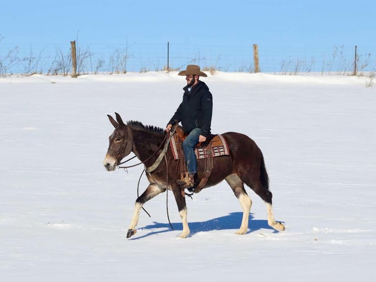 American Quarter Horse Merrie 10 Jaar 157 cm Roodbruin in Brooksville KY