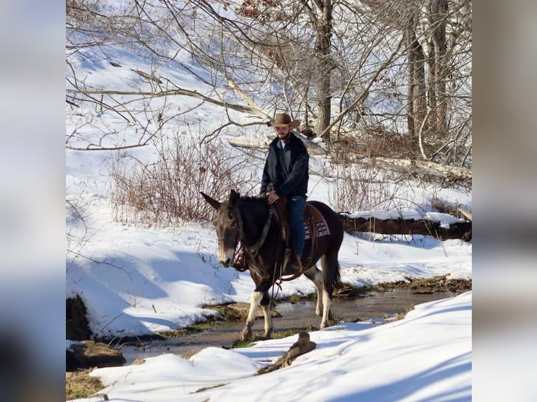 American Quarter Horse Merrie 10 Jaar 157 cm Roodbruin in Brooksville KY