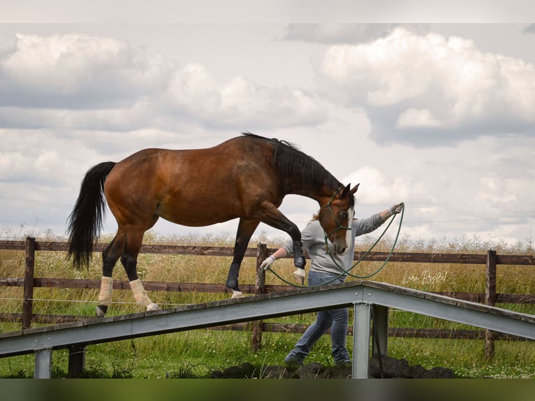 American Quarter Horse Merrie 10 Jaar 158 cm Bruin in Kail American Quarter Horse Merrie 10 Jaar 158 cm Bruin in Kail