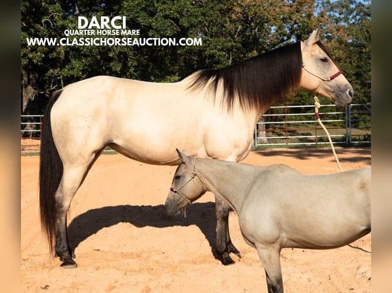 American Quarter Horse Merrie 10 Jaar 163 cm Buckskin in Morrilton, AR