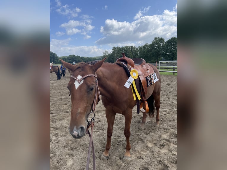 American Quarter Horse Merrie 10 Jaar 163 cm  in Stadtoldendorf