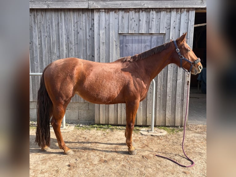 American Quarter Horse Merrie 10 Jaar 163 cm Vos in Golmbach