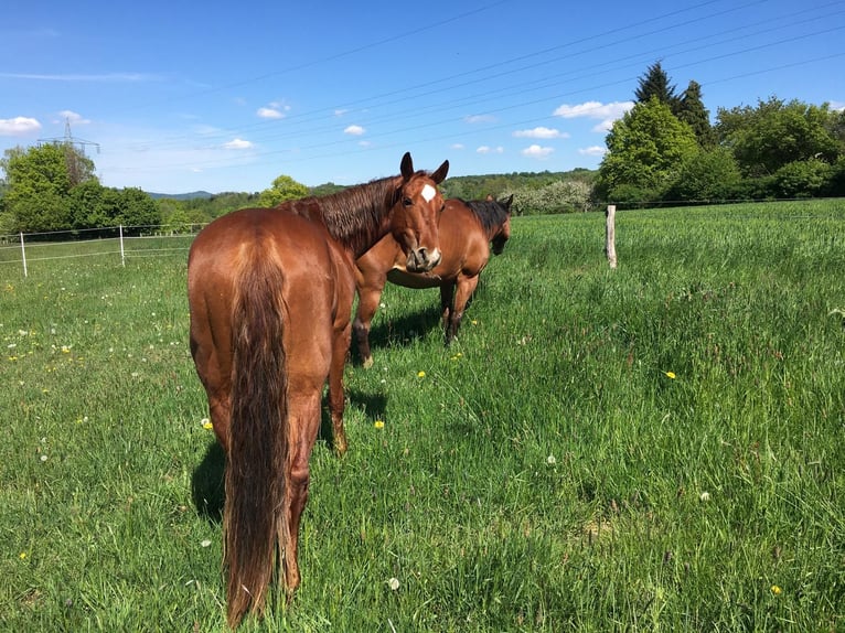 American Quarter Horse Merrie 10 Jaar 163 cm Vos in Golmbach