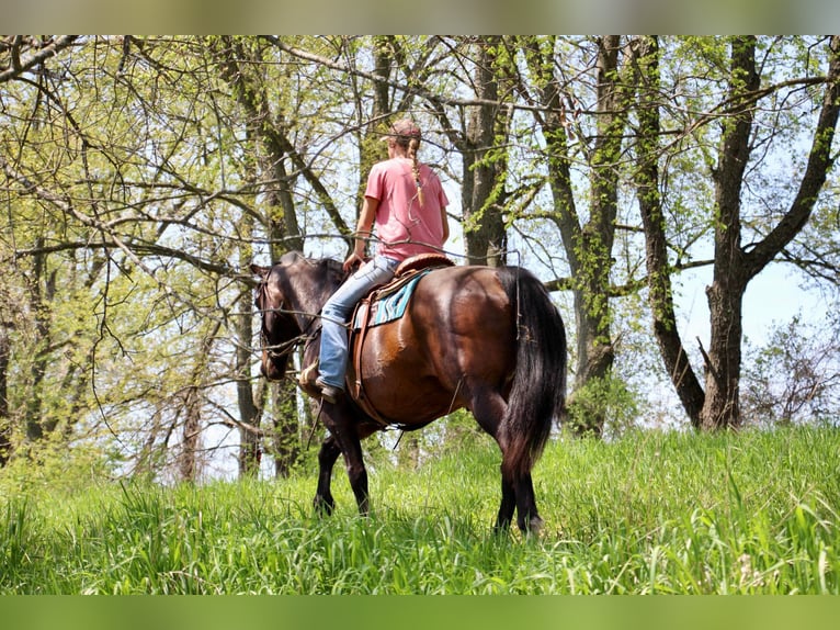American Quarter Horse Merrie 10 Jaar 165 cm Roodbruin in HIghland MI