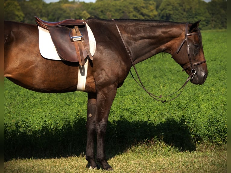 American Quarter Horse Merrie 10 Jaar 170 cm Donkerbruin in Saint Joe