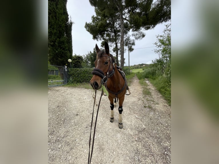 American Quarter Horse Merrie 10 Jaar Bruin in Ancona