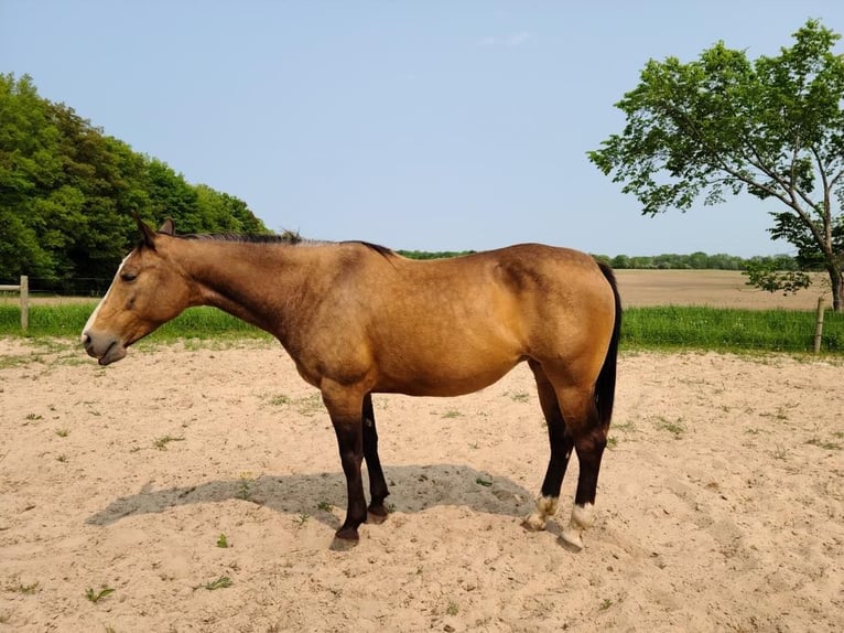 American Quarter Horse Merrie 10 Jaar Buckskin in Rosebuch MI