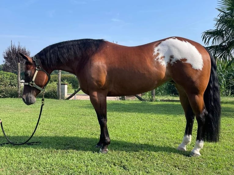 American Quarter Horse Merrie 10 Jaar Donkerbruin in Luisago