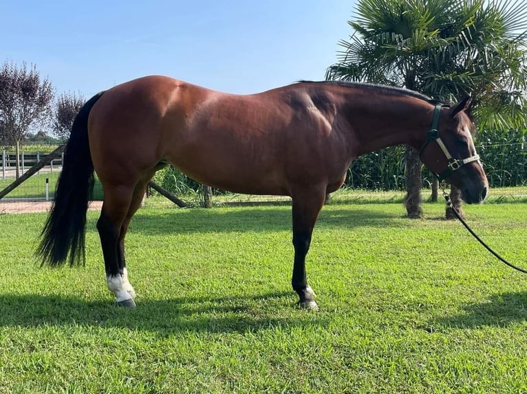 American Quarter Horse Merrie 10 Jaar Donkerbruin in Luisago