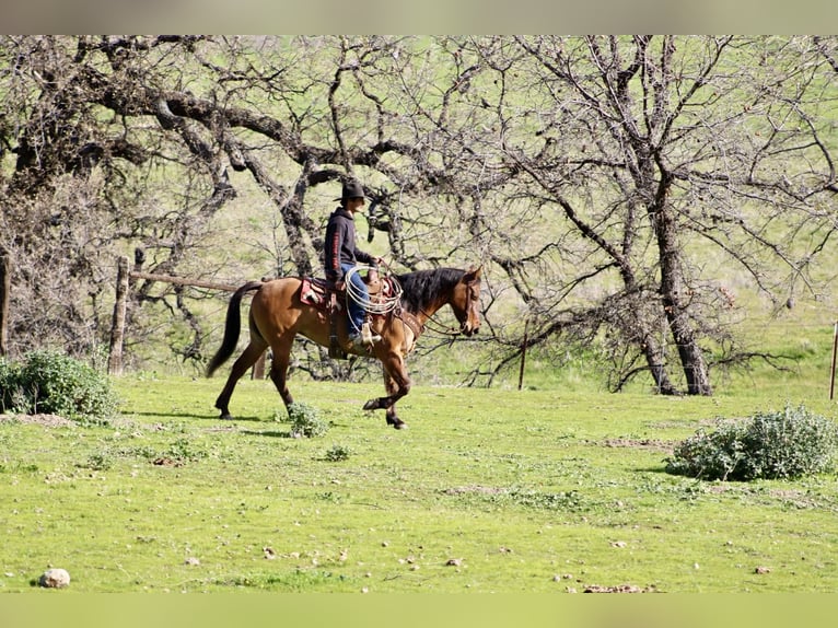 American Quarter Horse Merrie 10 Jaar Falbe in Tres Pinos