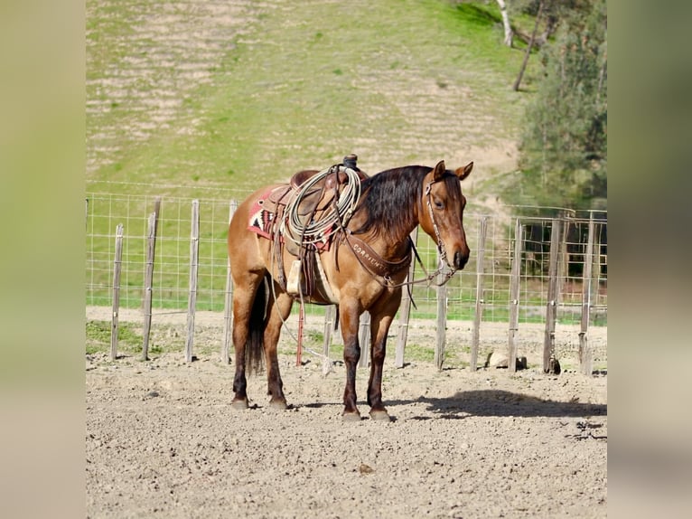 American Quarter Horse Merrie 10 Jaar Falbe in Tres Pinos
