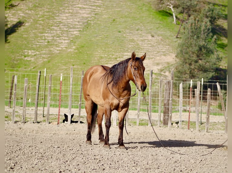 American Quarter Horse Merrie 10 Jaar Falbe in Tres Pinos