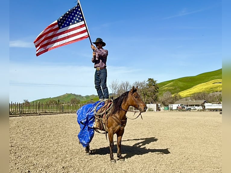 American Quarter Horse Merrie 10 Jaar Falbe in Tres Pinos