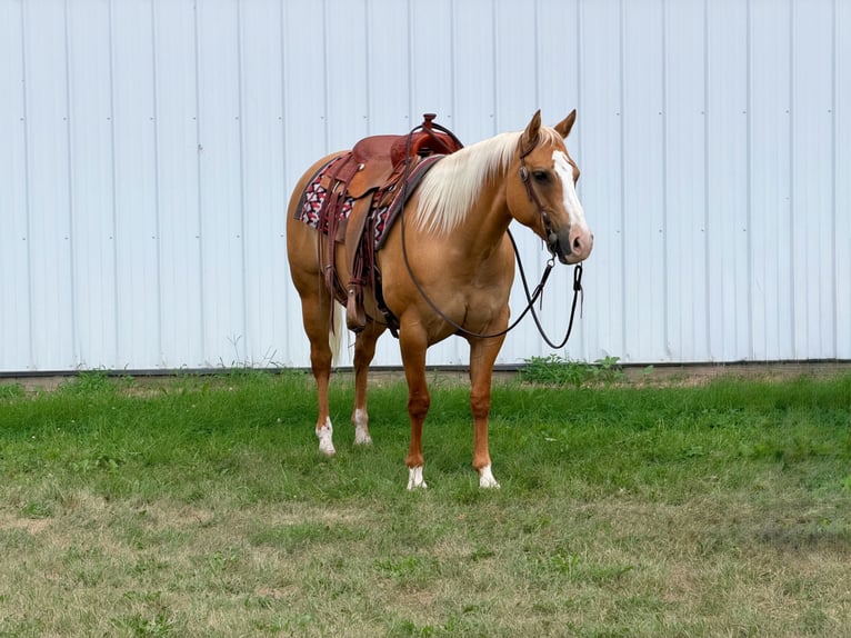 American Quarter Horse Merrie 10 Jaar Palomino in Cannon Falls