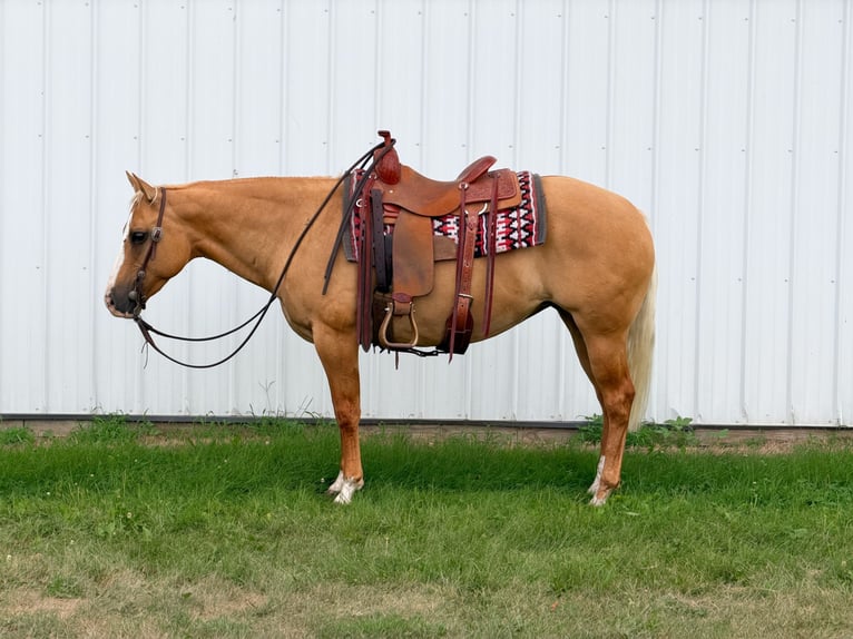 American Quarter Horse Merrie 10 Jaar Palomino in Cannon Falls