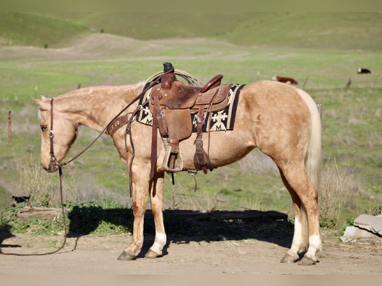 American Quarter Horse Merrie 10 Jaar Palomino in Bitterwater, Ca